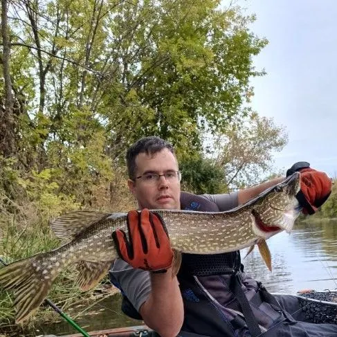 Northern pike caught on Fishbrain