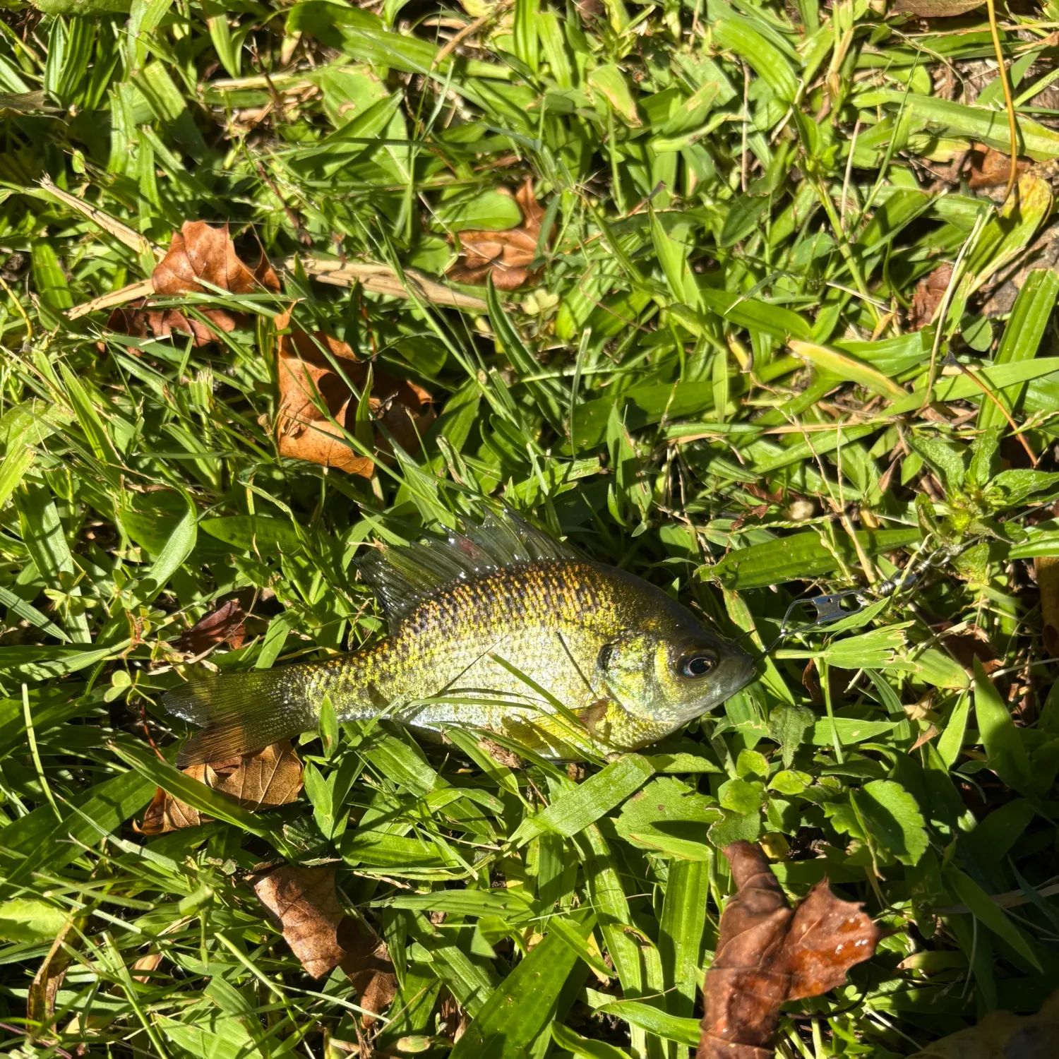 Bluegill caught on Fishbrain