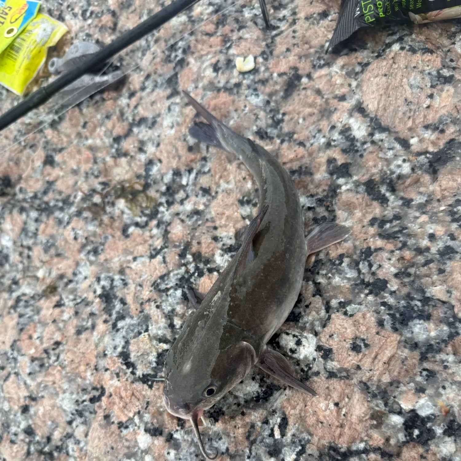 Hardhead sea catfish caught on Fishbrain