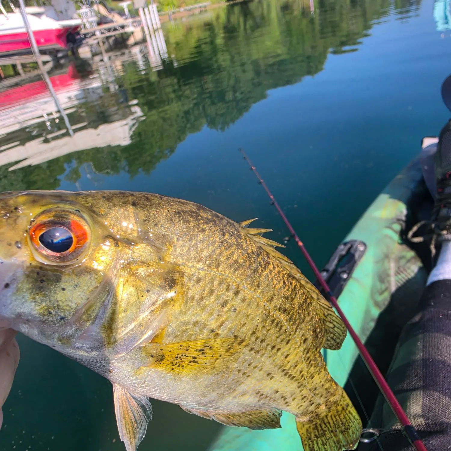 Rock bass caught on Fishbrain