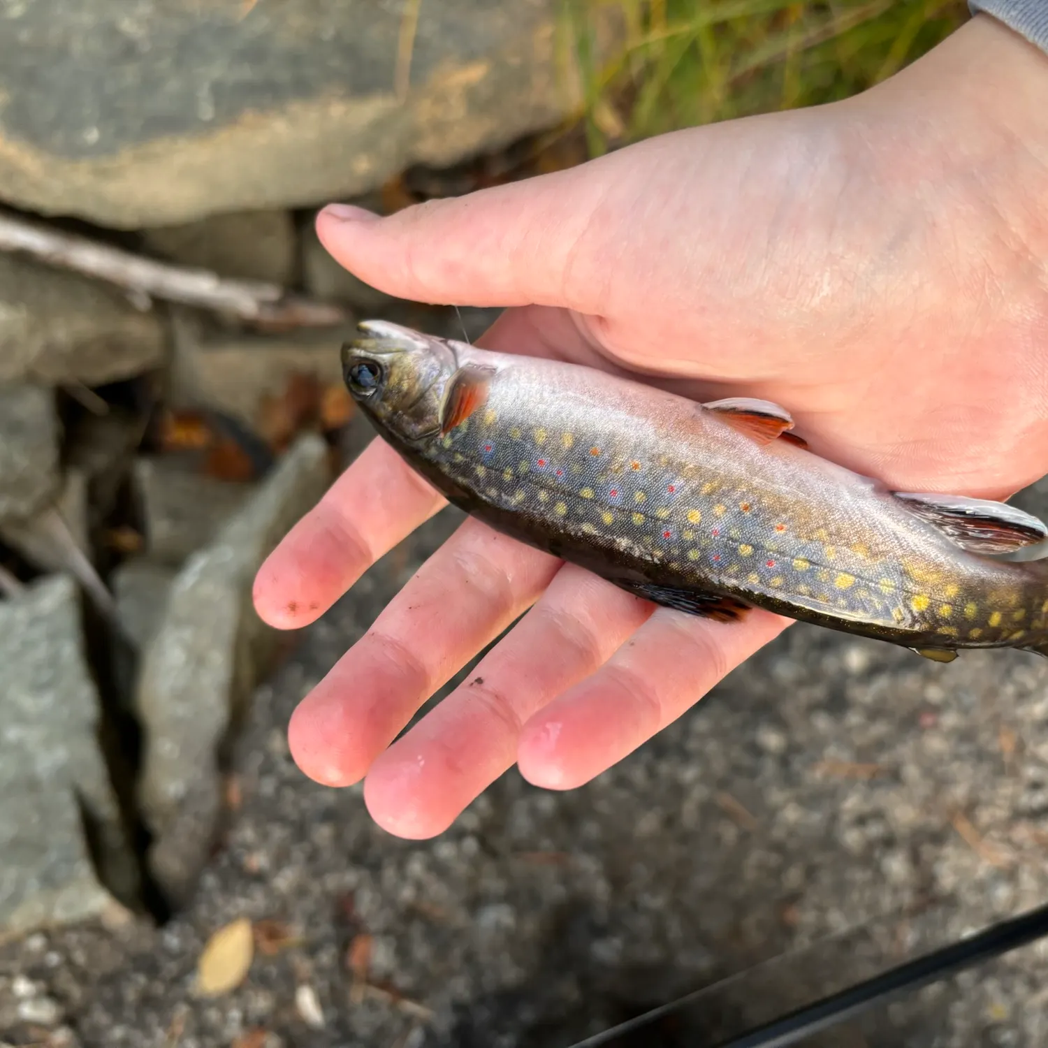 Brook trout caught on Fishbrain