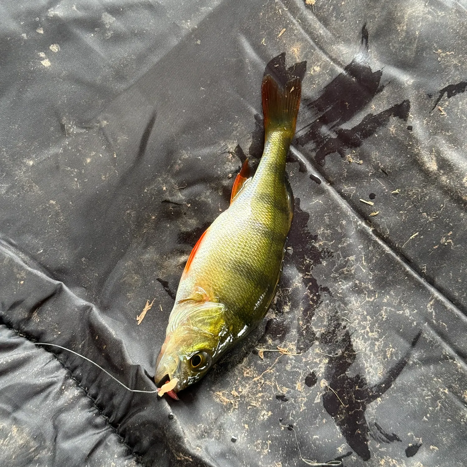 European perch caught on Fishbrain