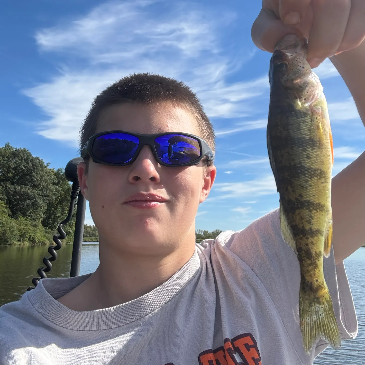 Yellow perch caught on Fishbrain
