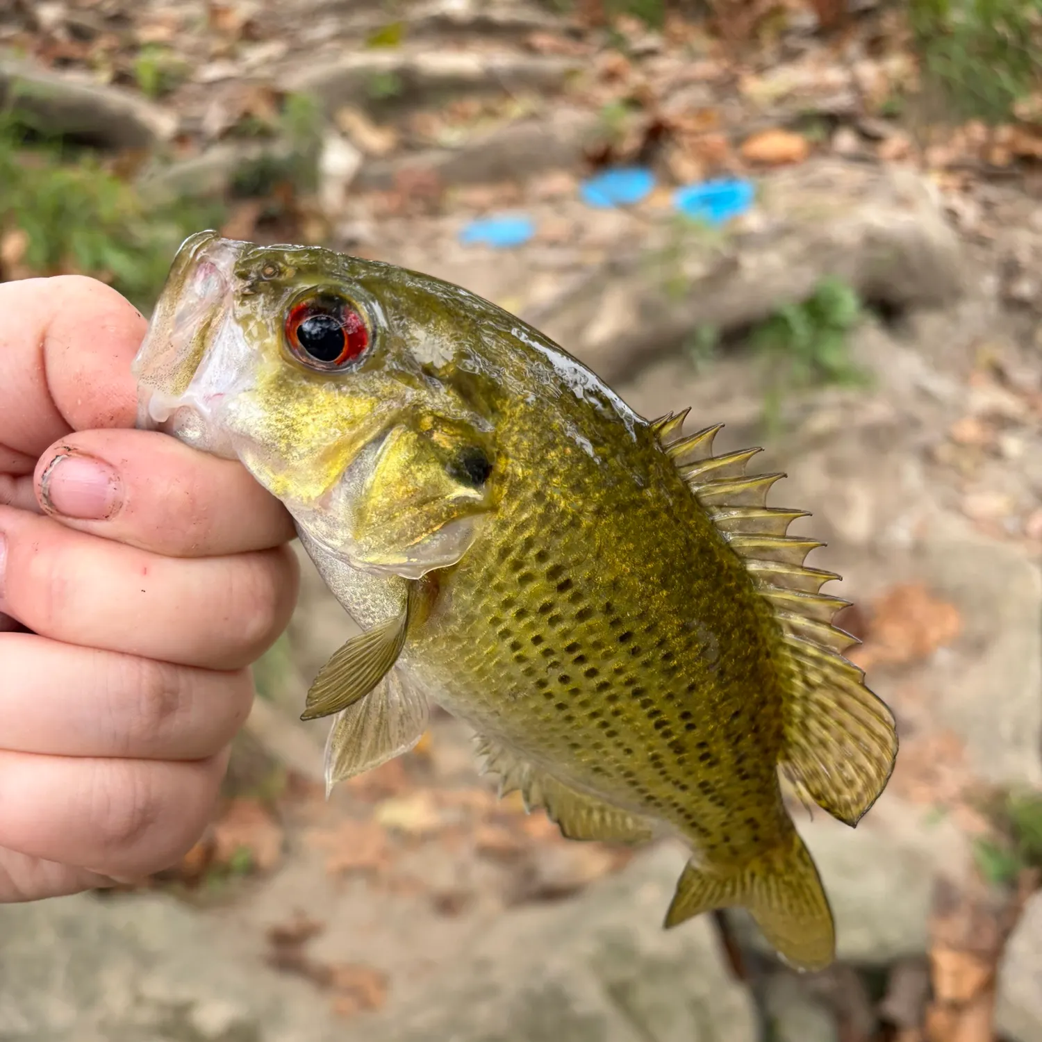 Rock bass caught on Fishbrain
