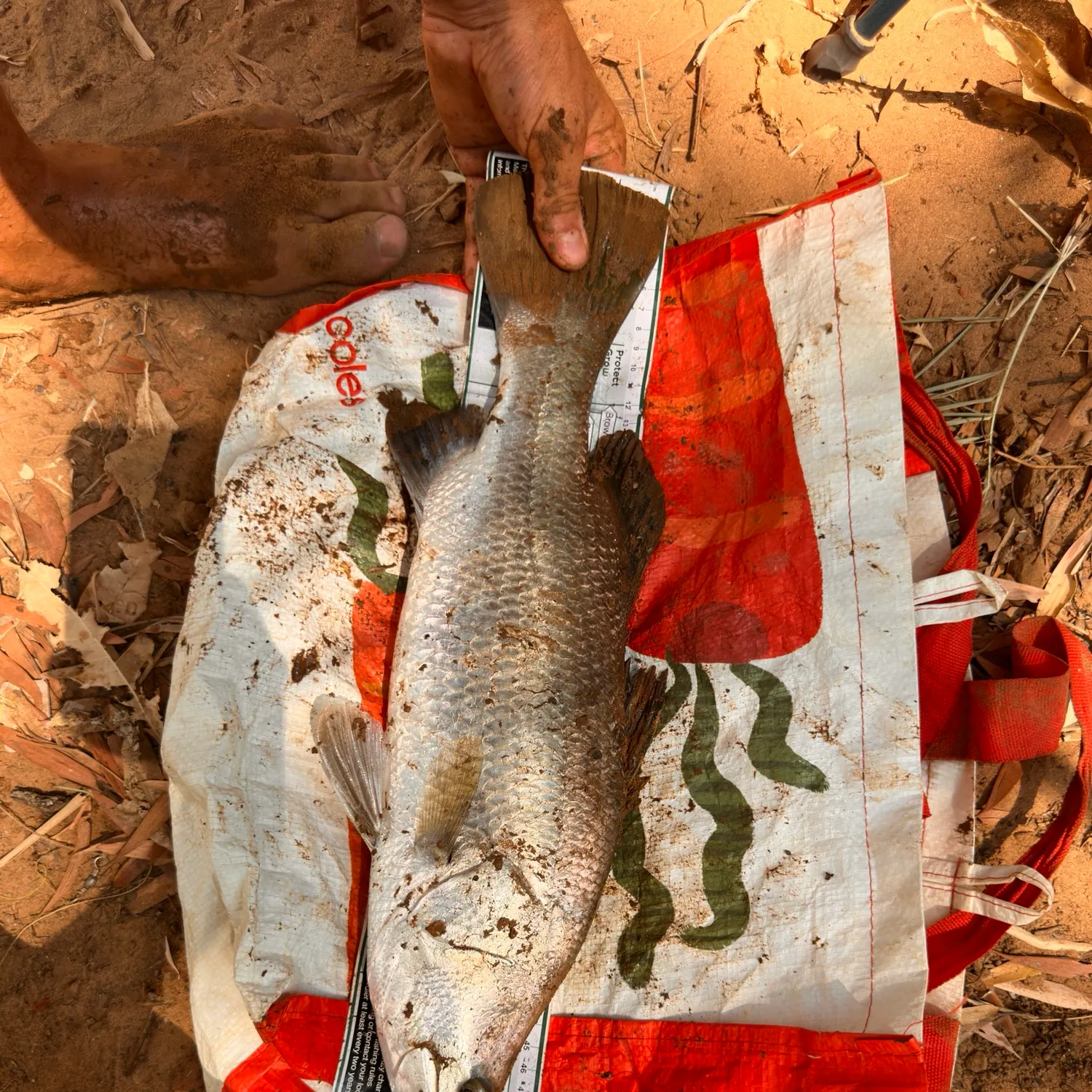 Barramundi caught on Fishbrain