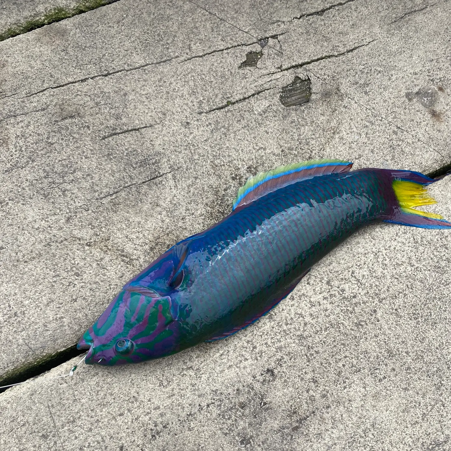 Moon wrasse caught on Fishbrain