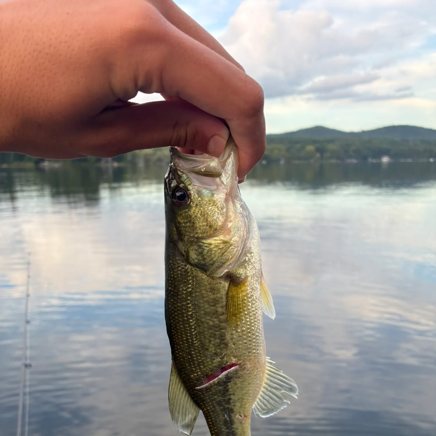 Northern pike caught on Fishbrain