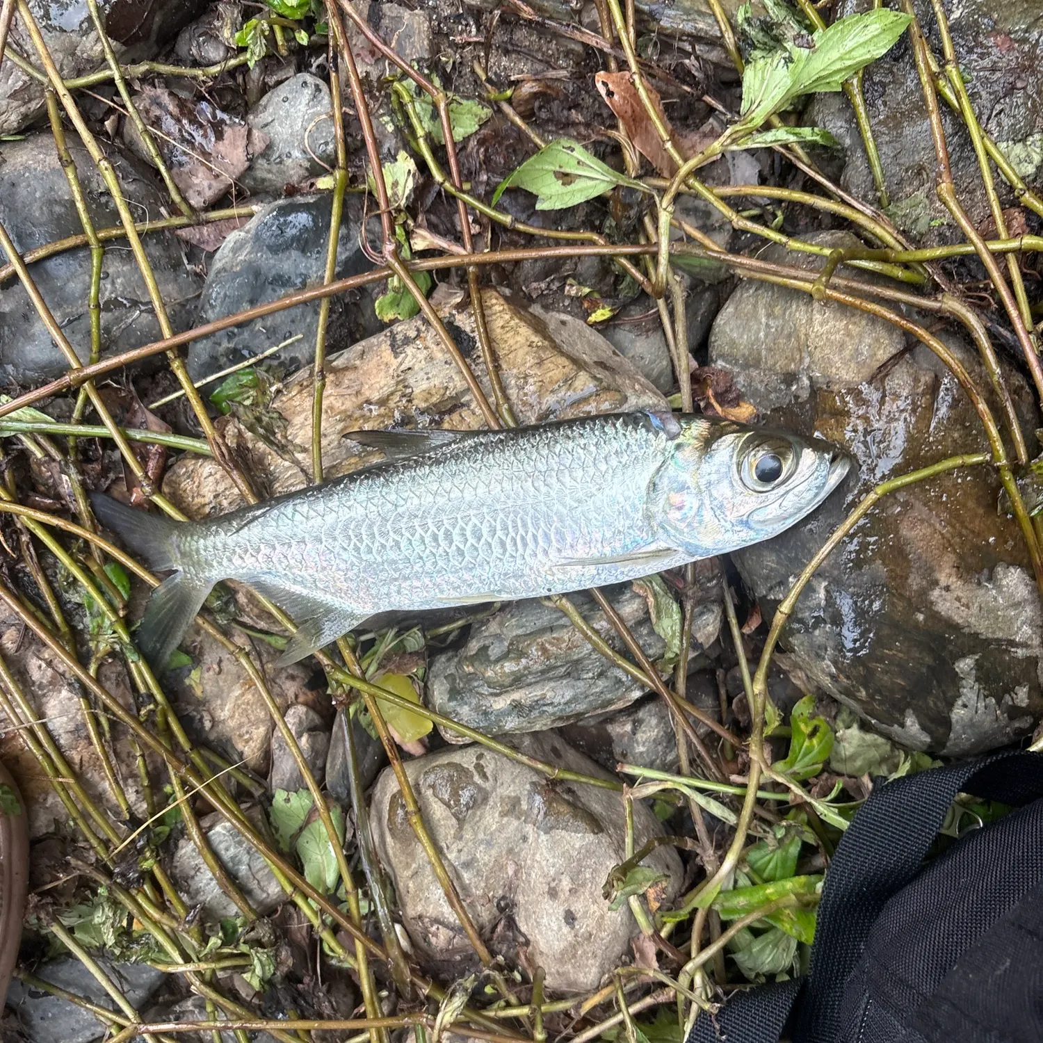 The most recent Narrow-barred Spanish mackerel catches on Fishbrain