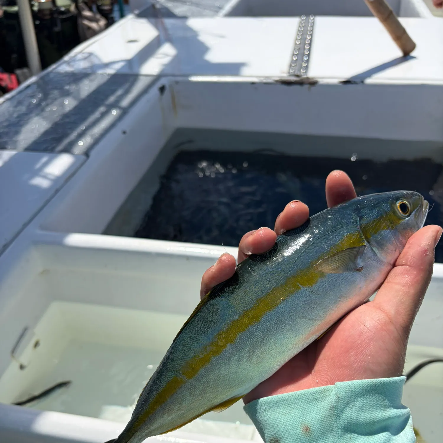 California yellowtail amberjack caught on Fishbrain