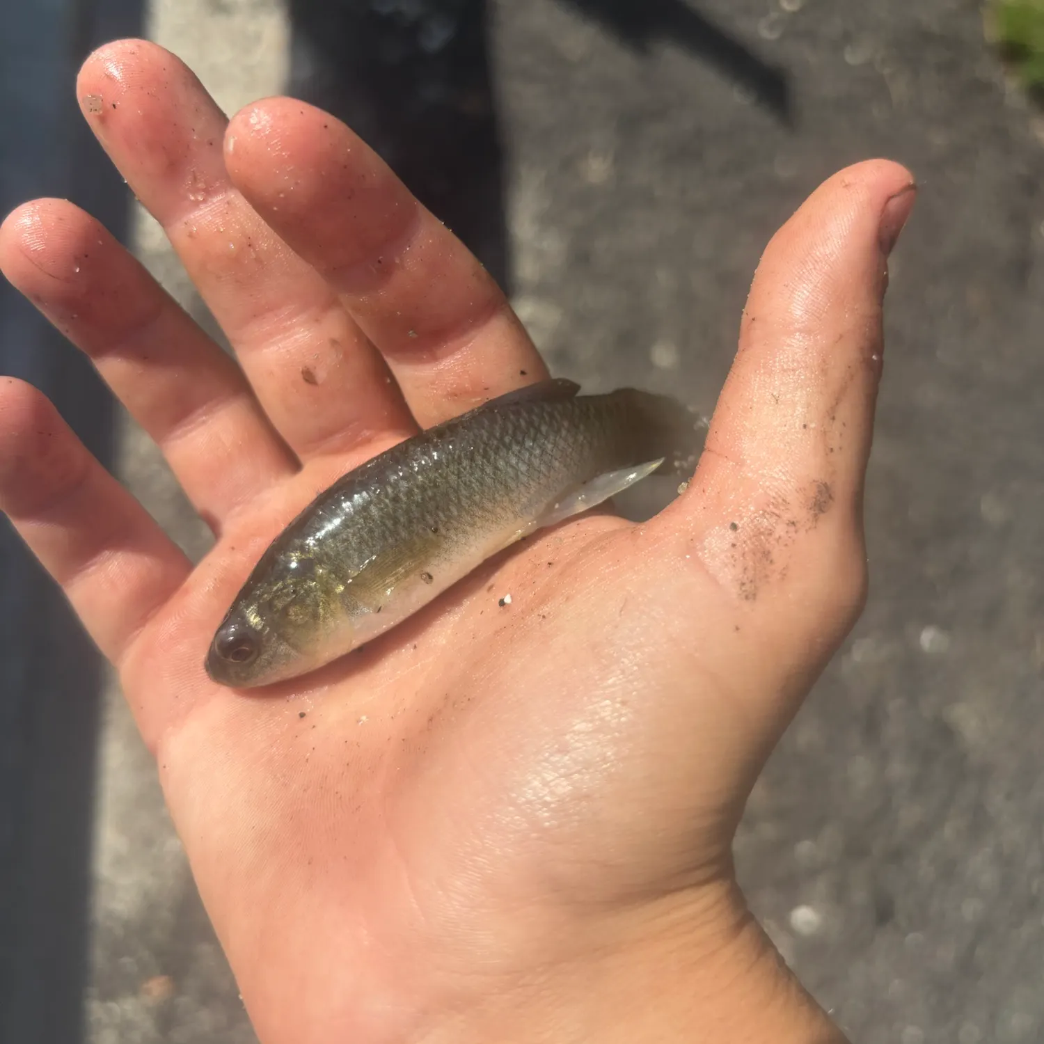 Banded killifish caught on Fishbrain