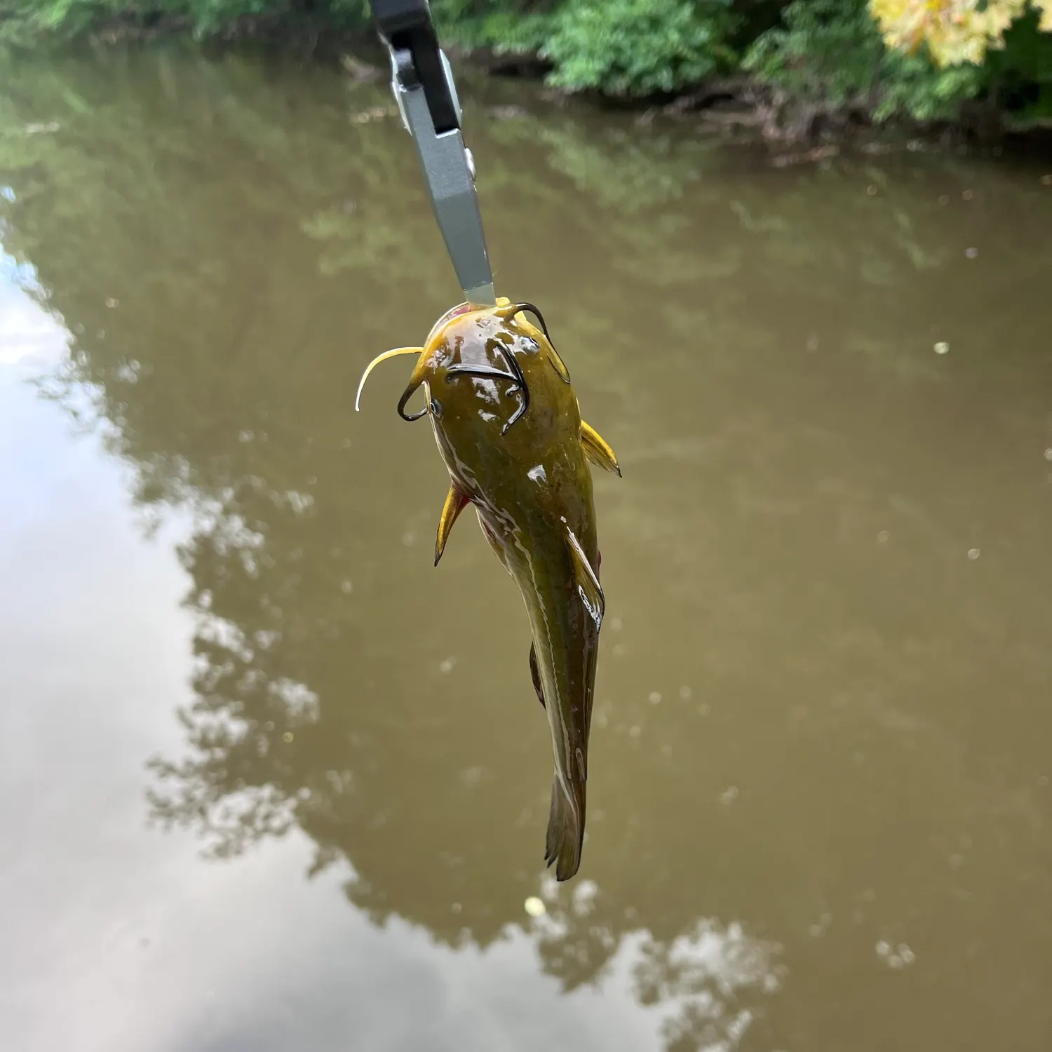 Yellow bullhead caught on Fishbrain