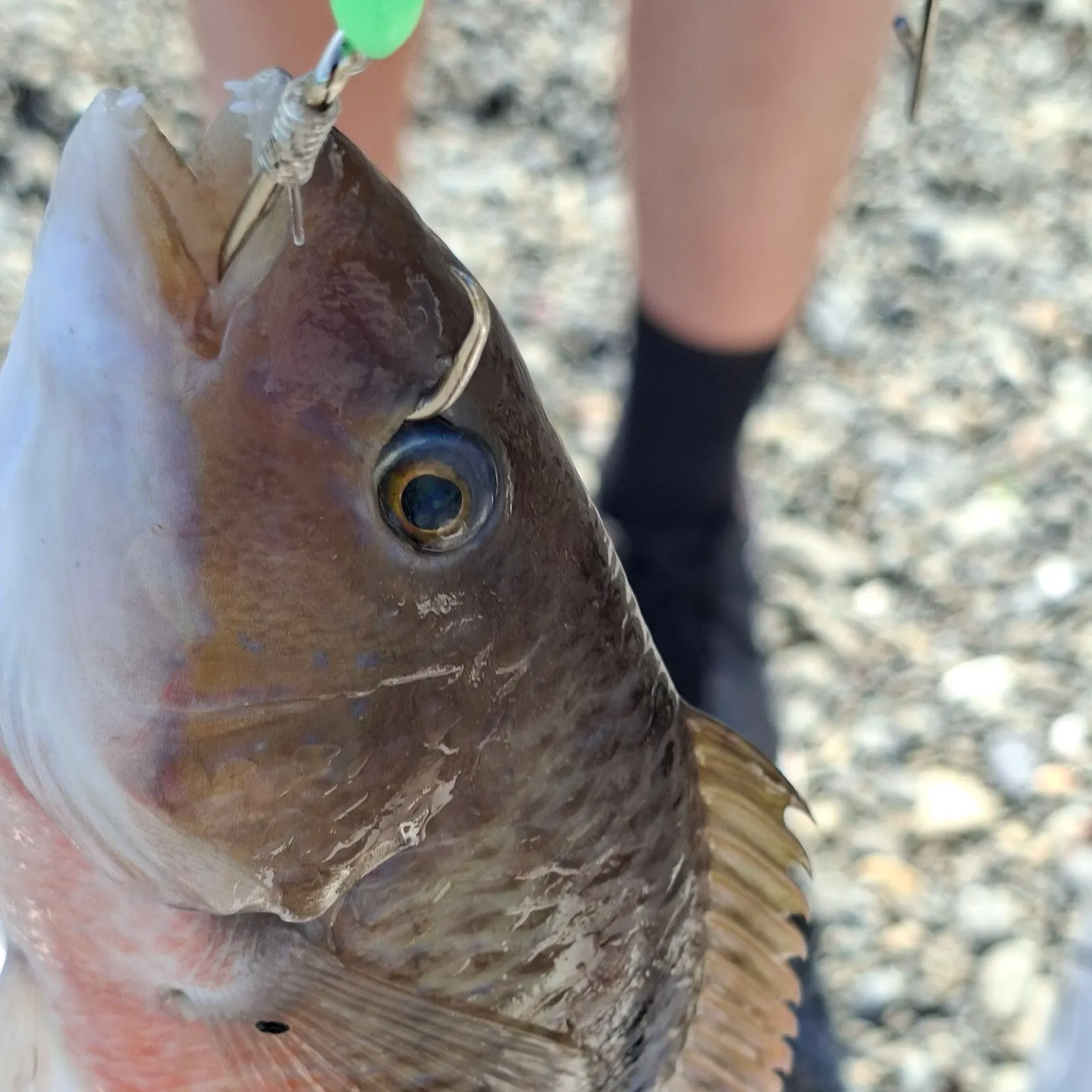 The most recent Spotty wrasse catches on Fishbrain