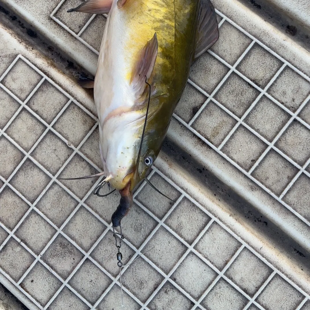 Channel catfish caught on Fishbrain