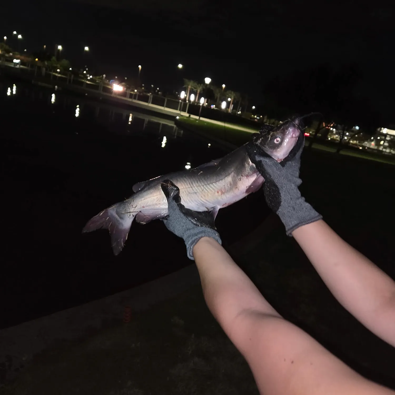 Channel catfish caught on Fishbrain
