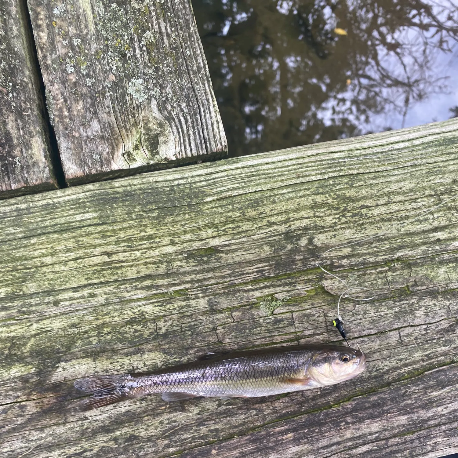 Creek chub caught on Fishbrain