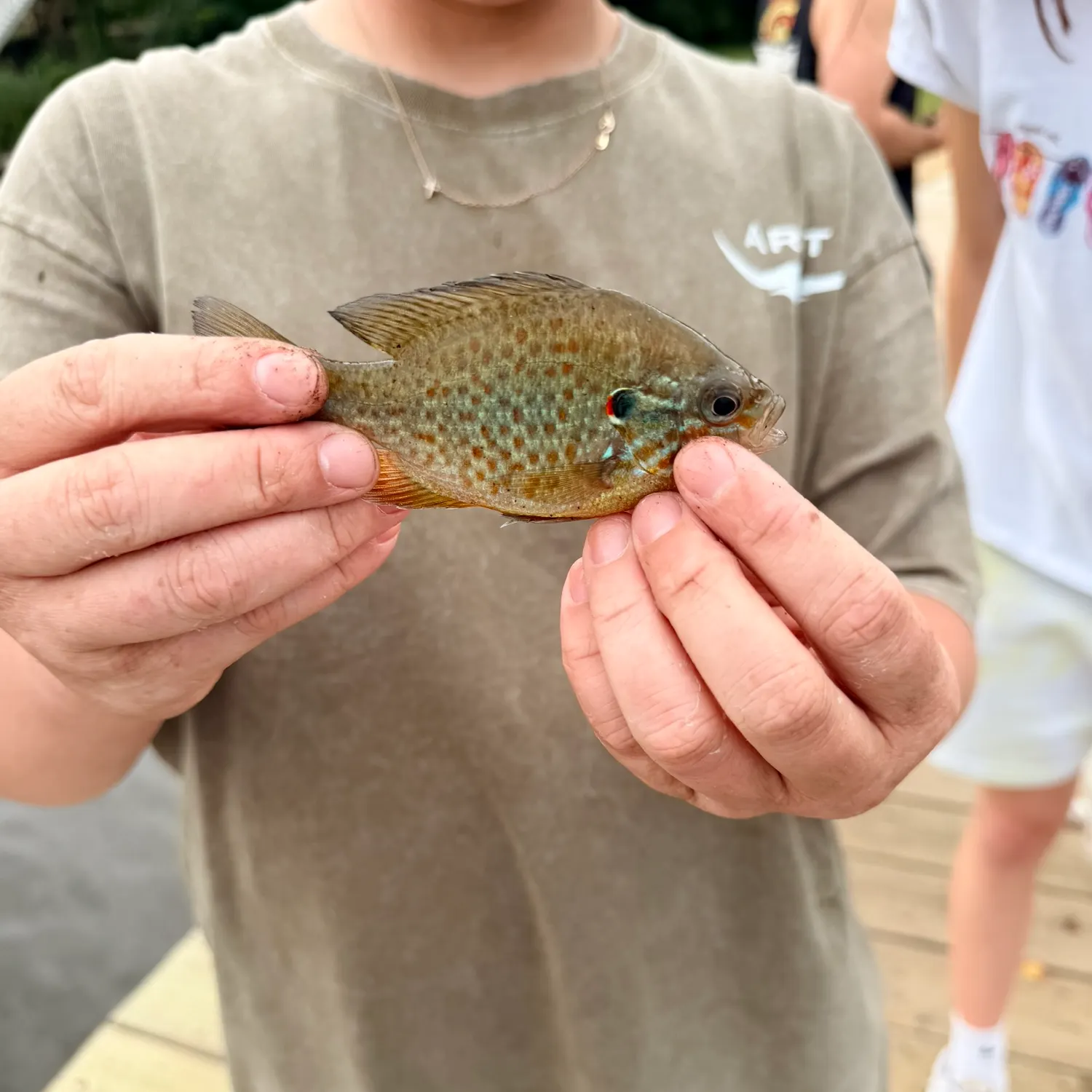 Pumpkinseed caught on Fishbrain