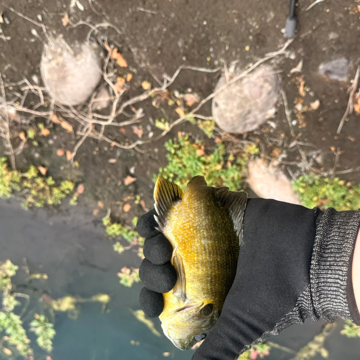 Green sunfish caught on Fishbrain