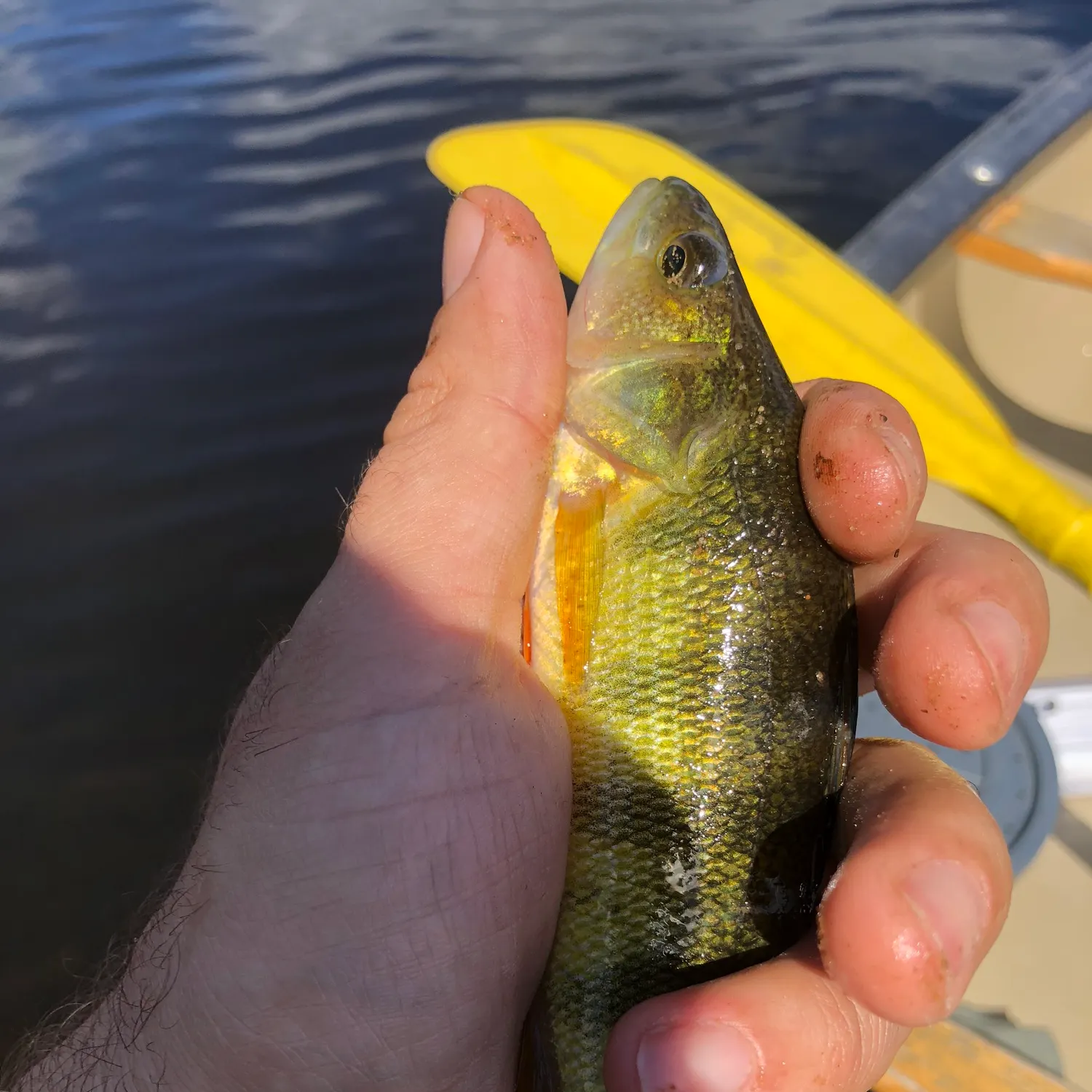 Creek chub caught on Fishbrain