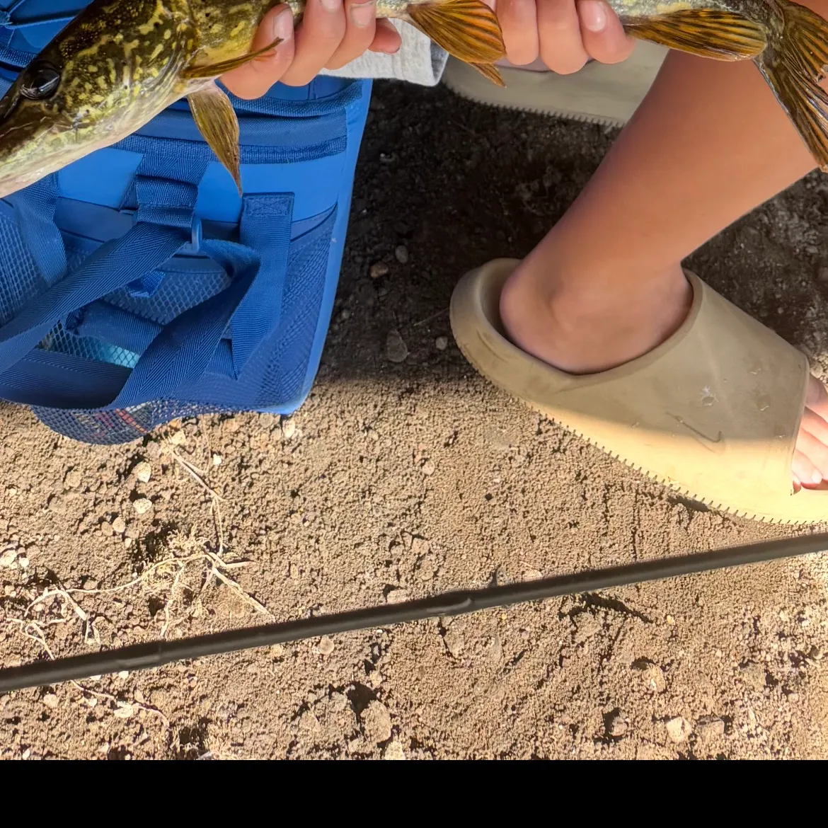 Northern pike caught on Fishbrain