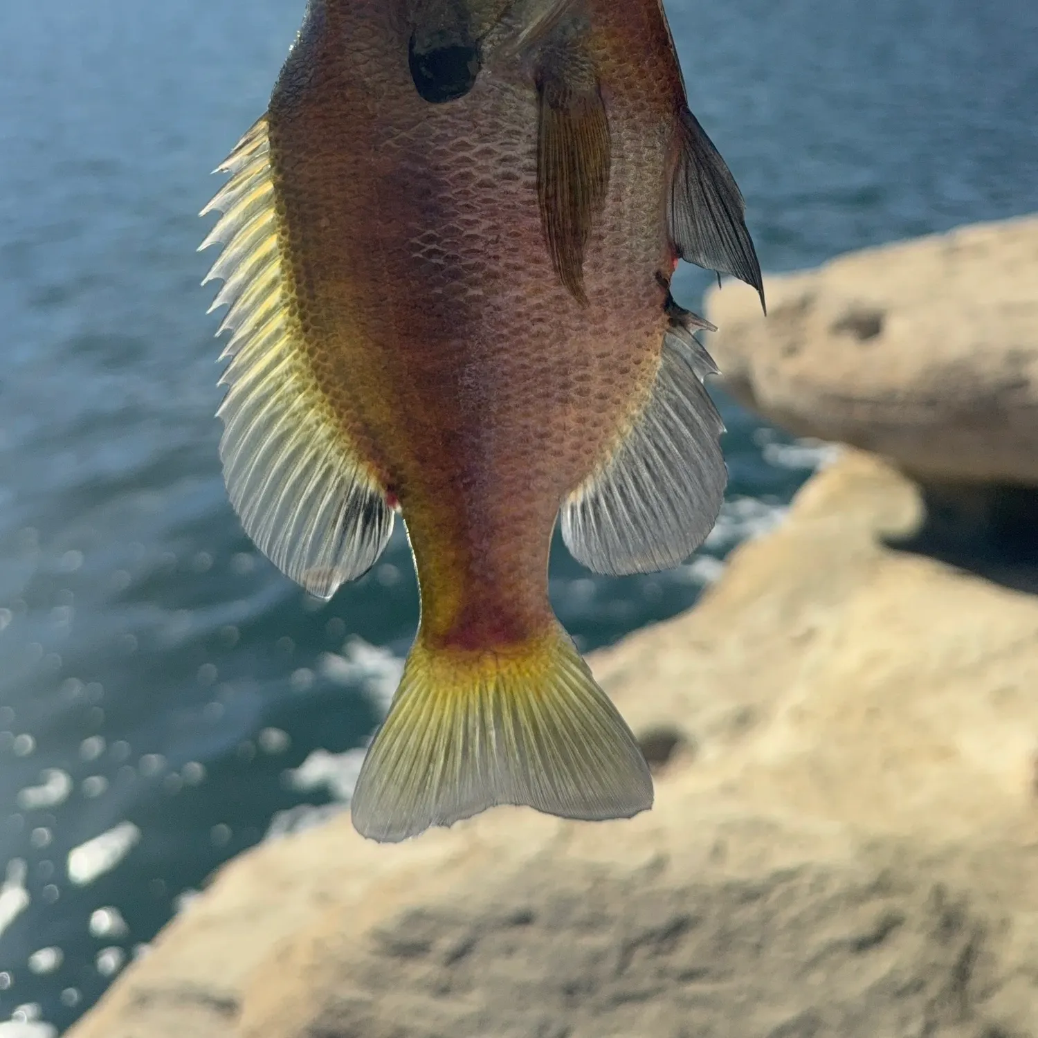 Bluegill caught on Fishbrain