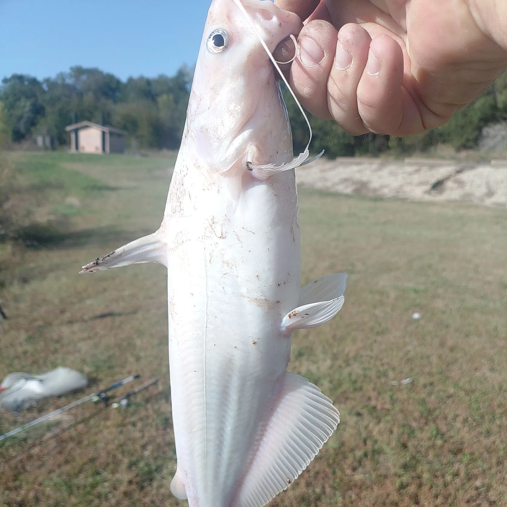 Blue catfish caught on Fishbrain