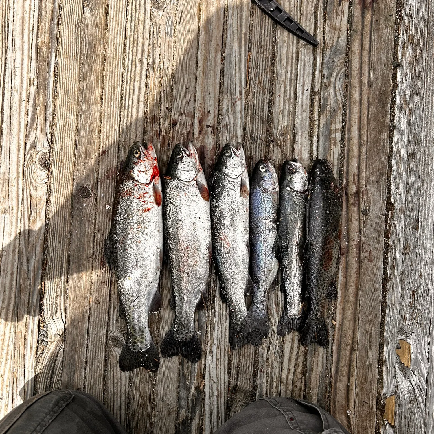recently logged catches