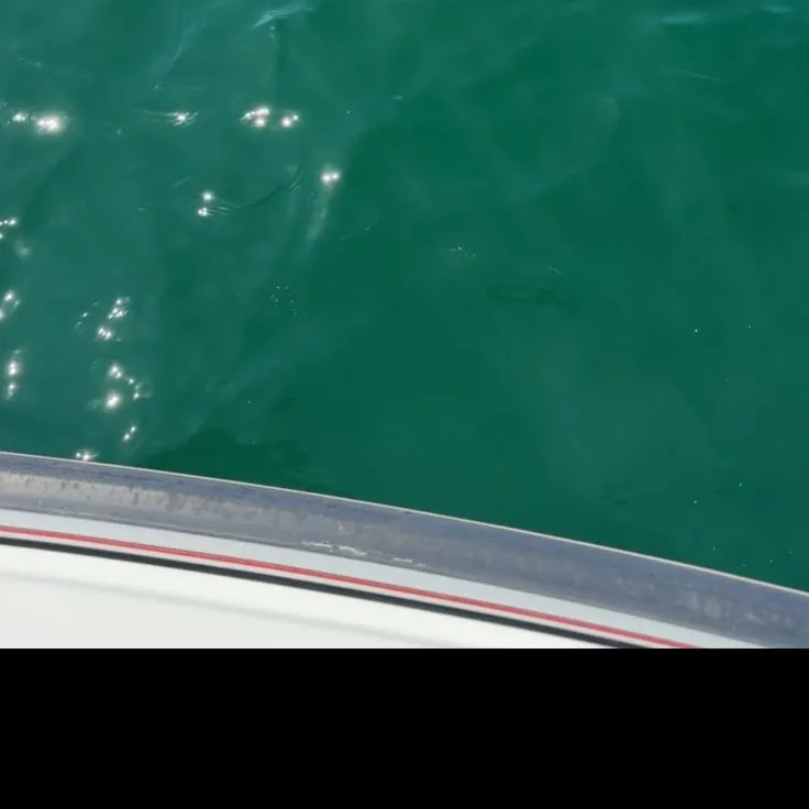 Scalloped hammerhead shark caught on Fishbrain