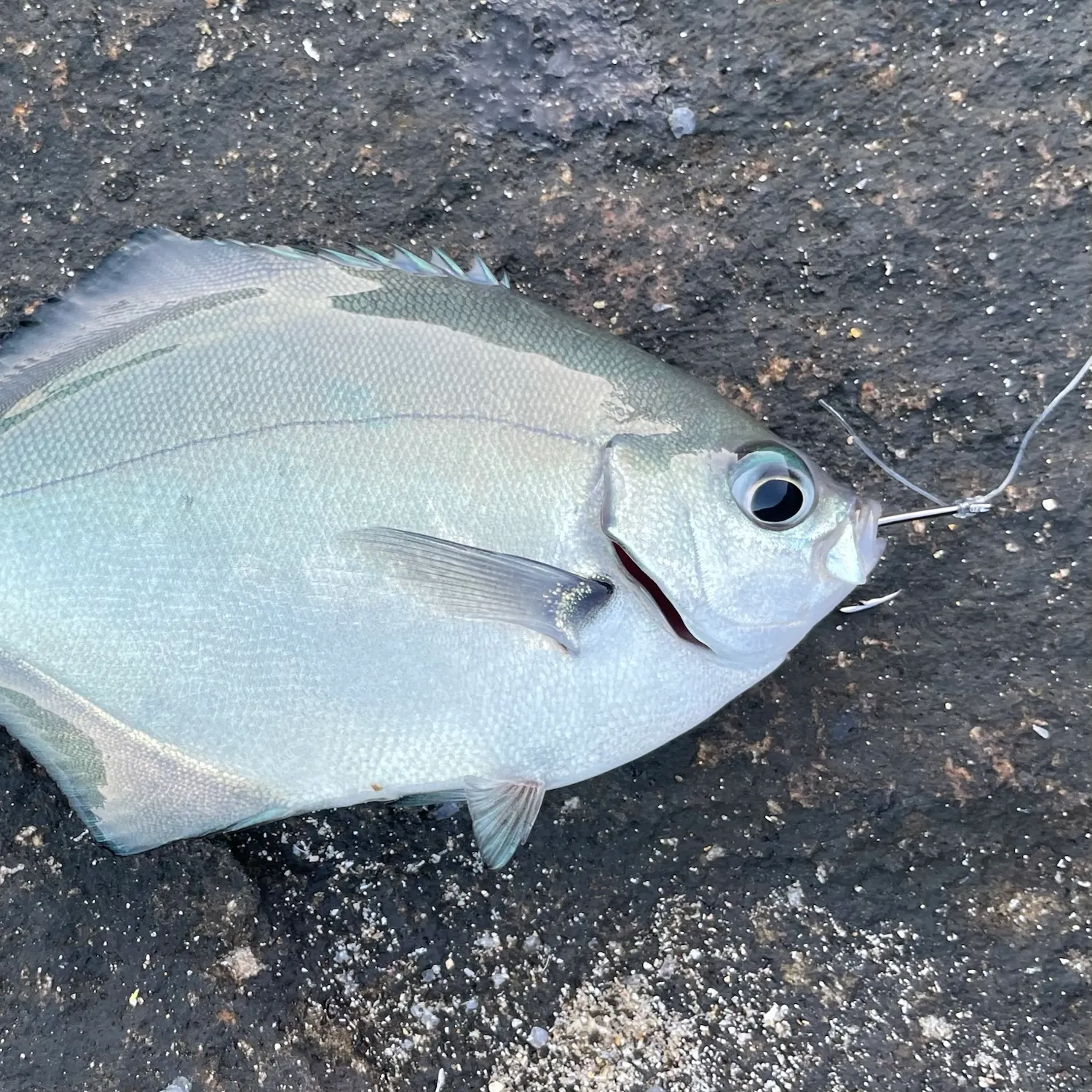 Silver sweep caught on Fishbrain