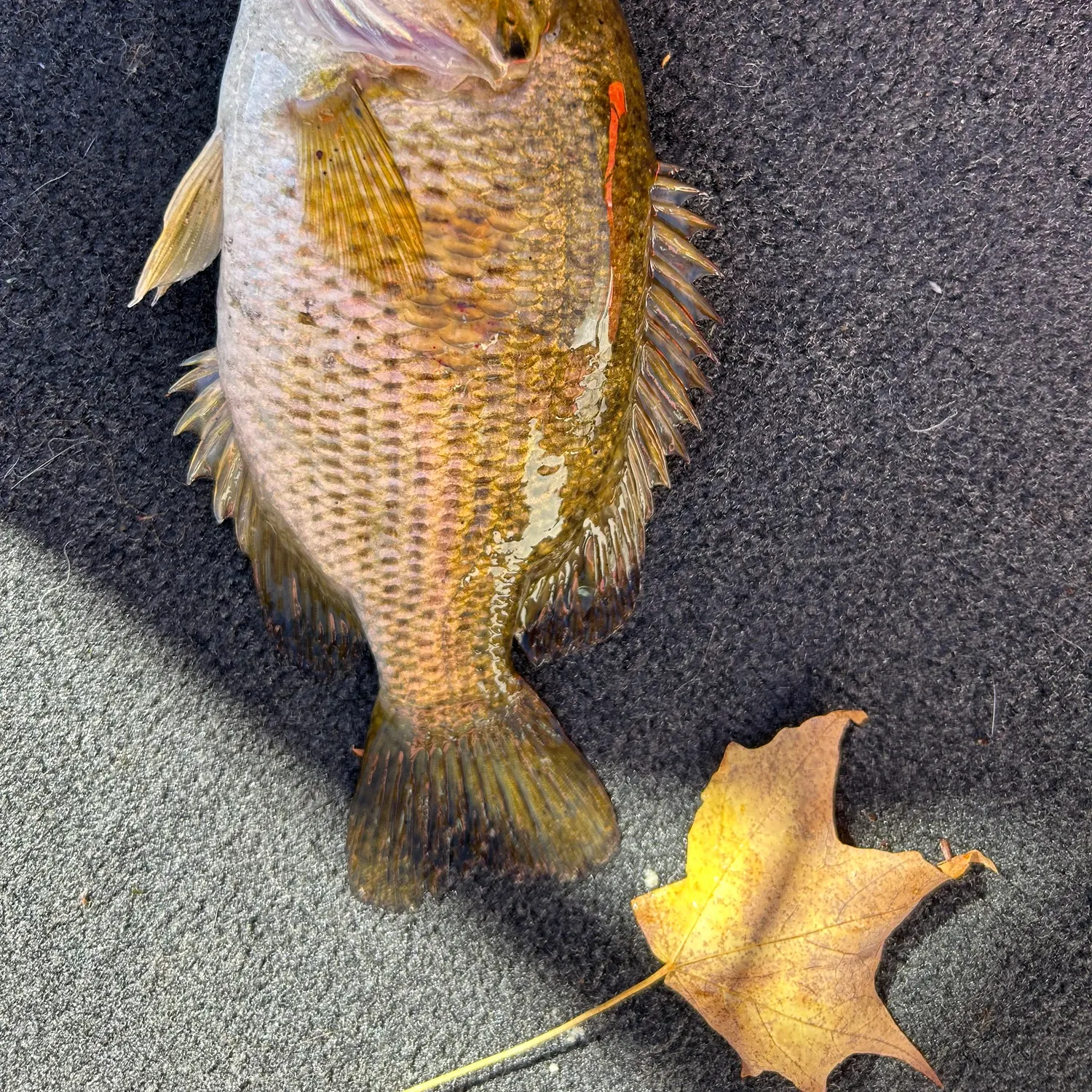 recently logged catches