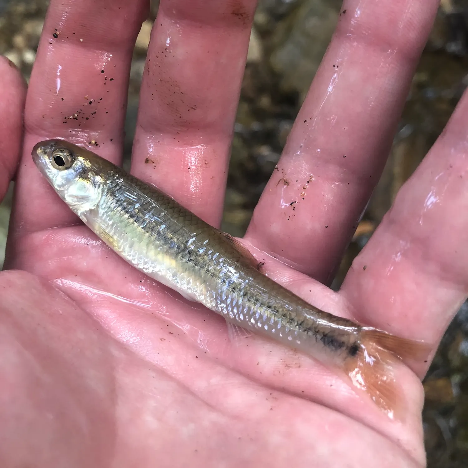 The most recent Bluntnose minnow catches on Fishbrain