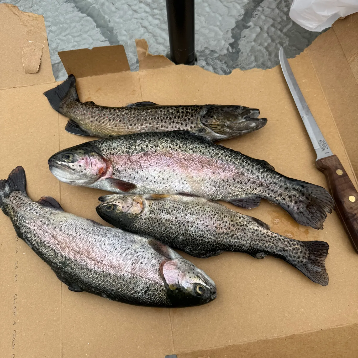 recently logged catches