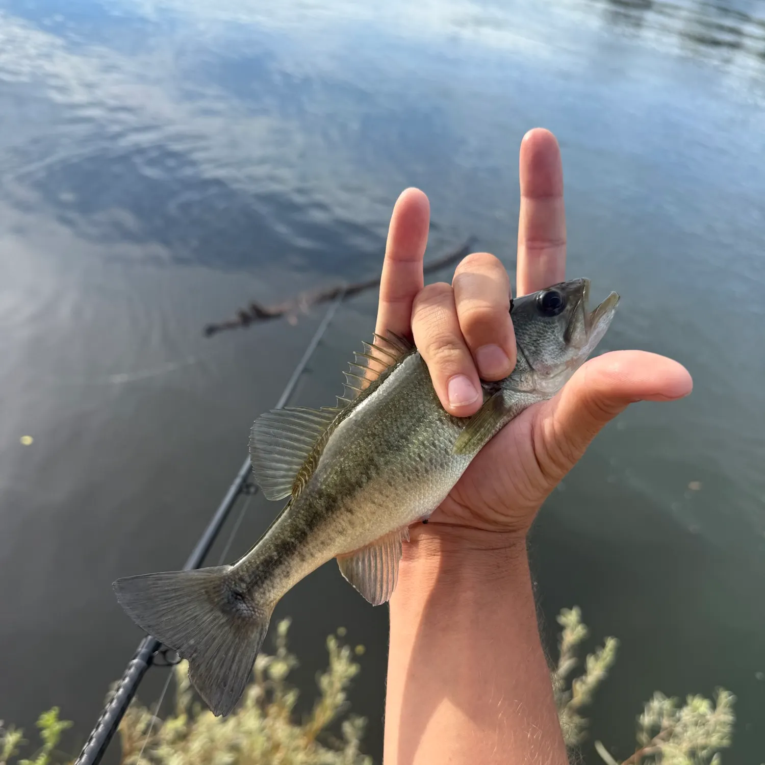Fish caught on Fishbrain