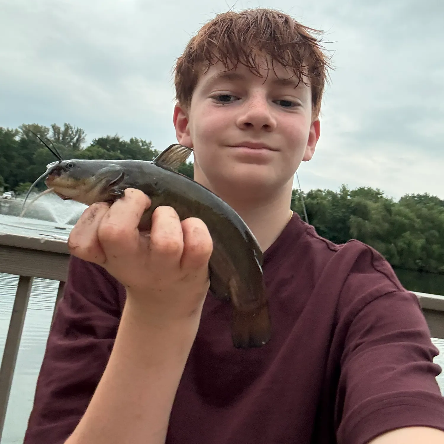 Black bullhead caught on Fishbrain