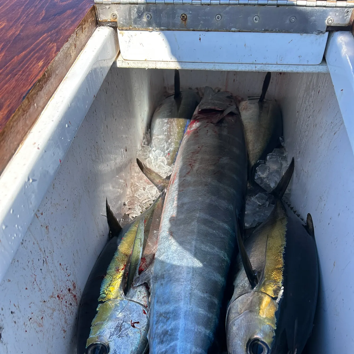 The most recent Wahoo catches on Fishbrain