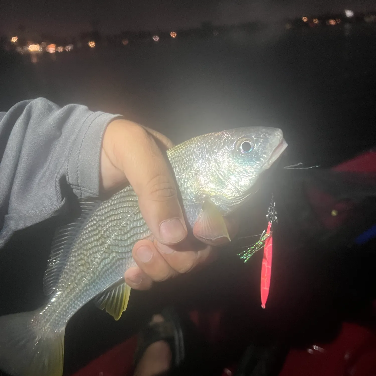 Yellowfin croaker caught on Fishbrain