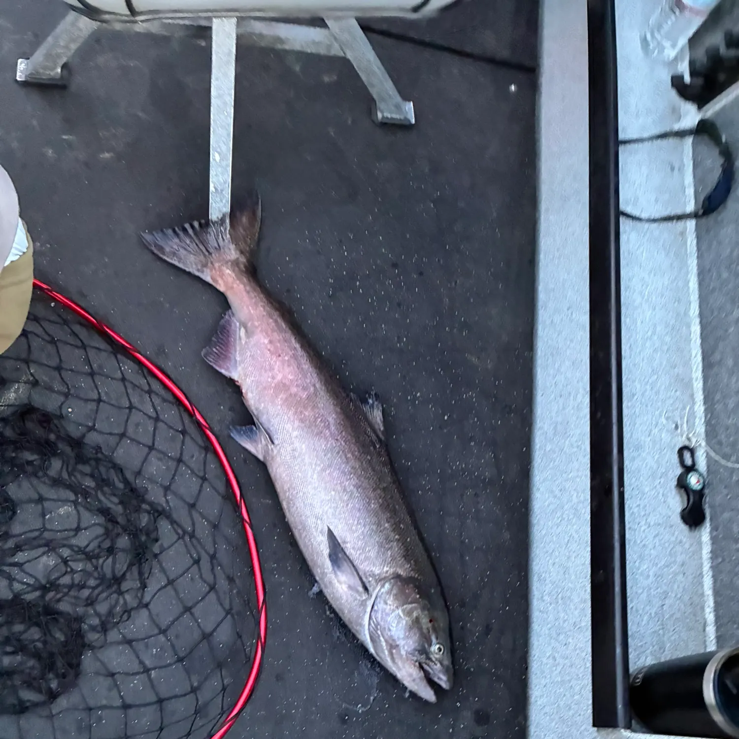 Chinook salmon caught on Fishbrain