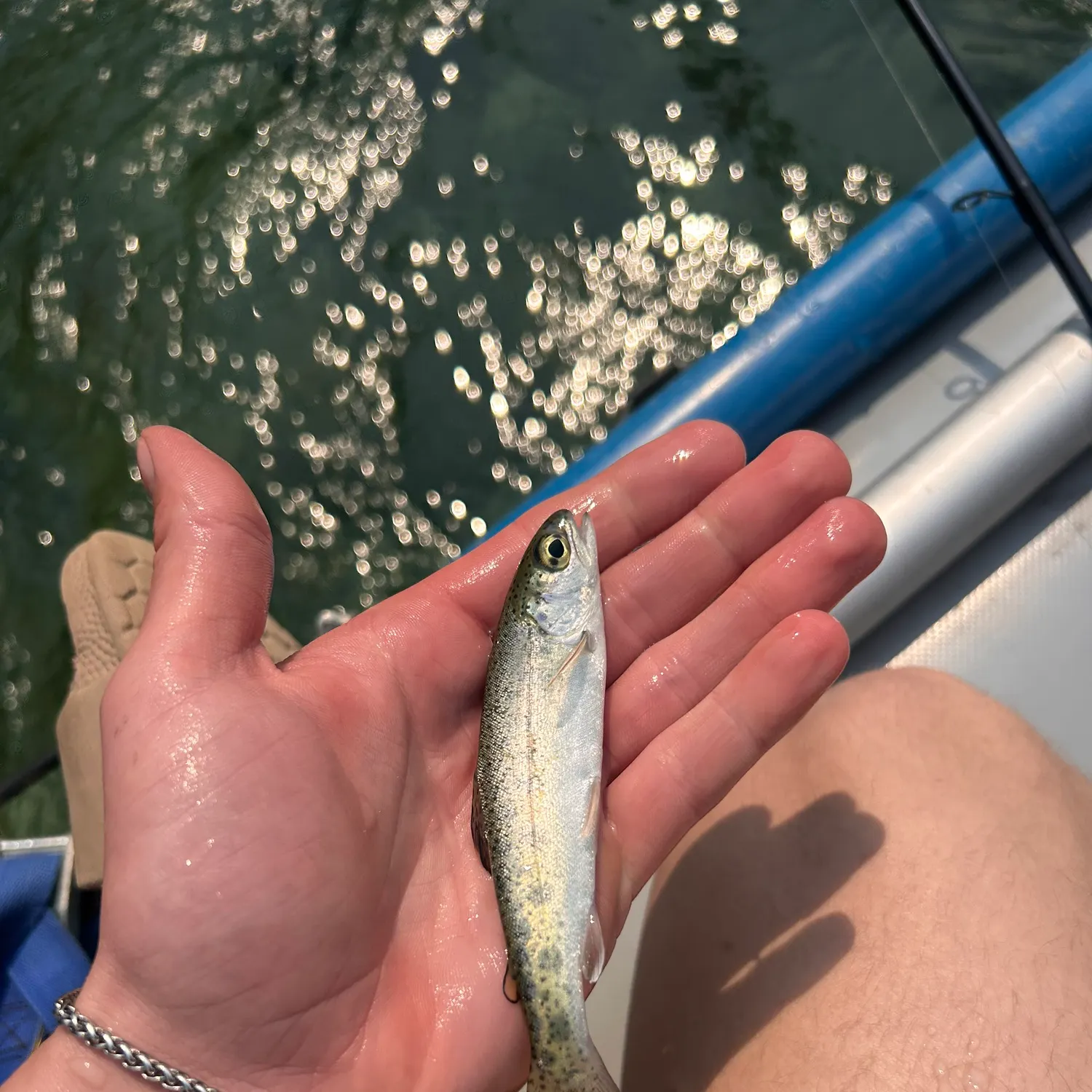 Steelhead caught on Fishbrain