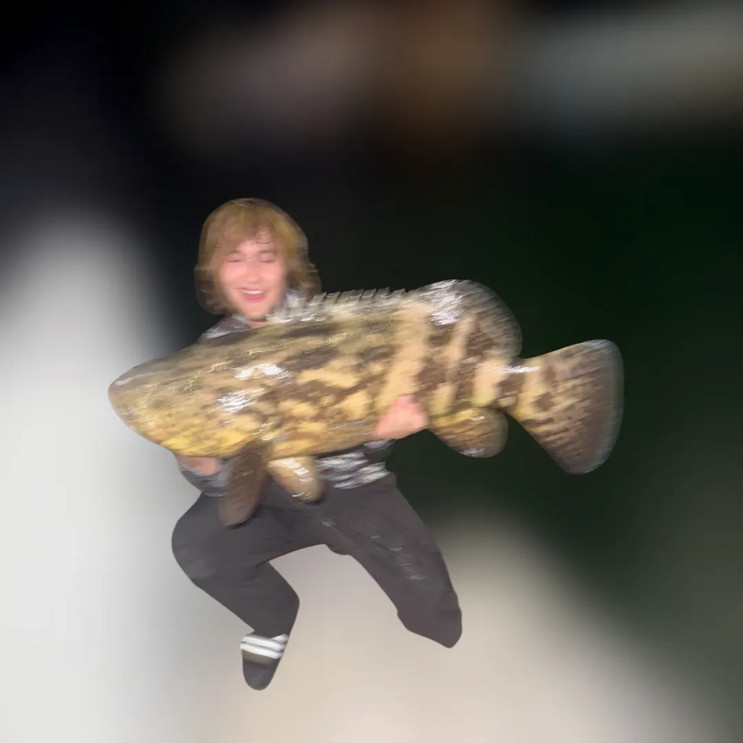 Atlantic goliath grouper caught on Fishbrain