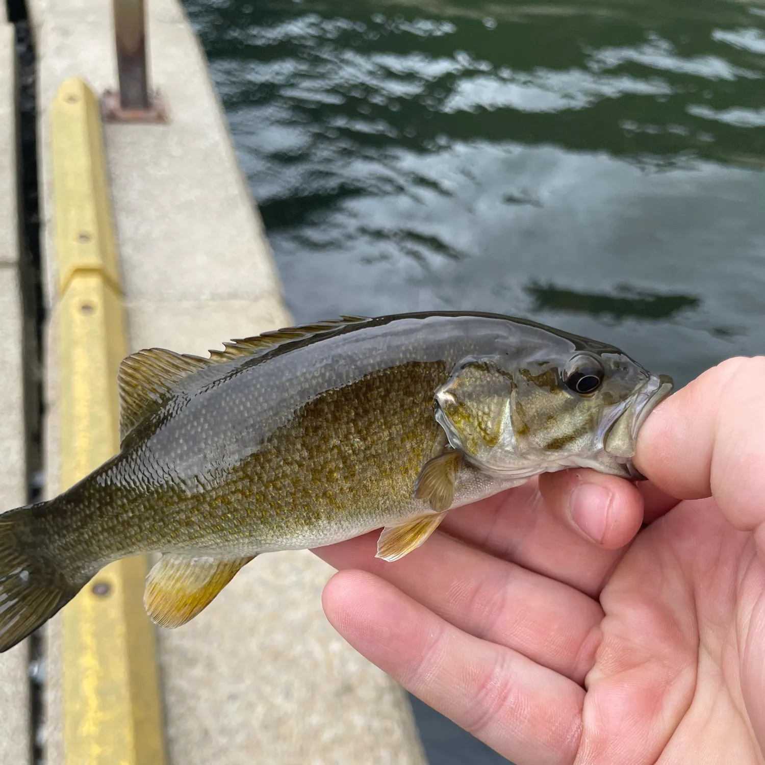 Smallmouth bass caught on Fishbrain
