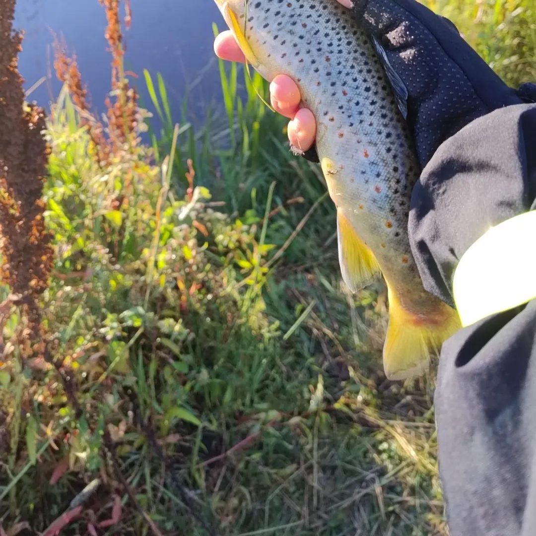 Fish caught on Fishbrain