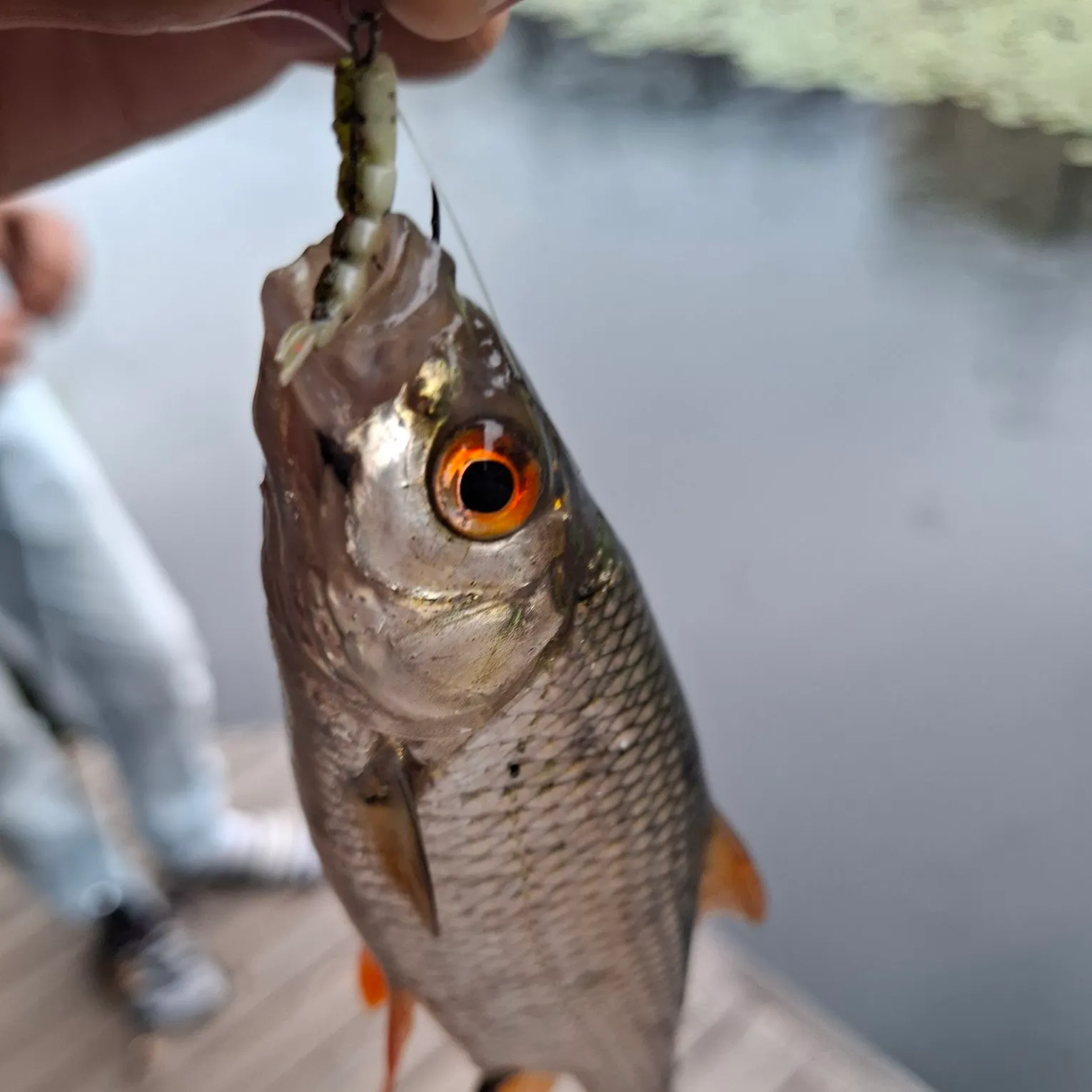 Common roach caught on Fishbrain