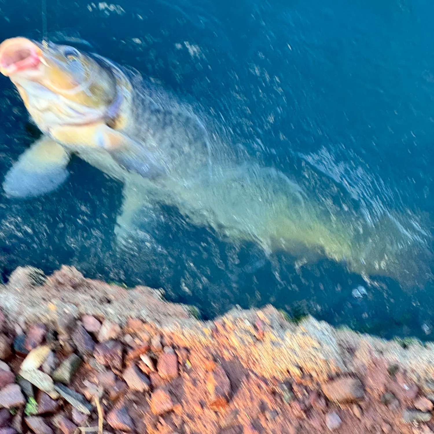 Common carp caught on Fishbrain