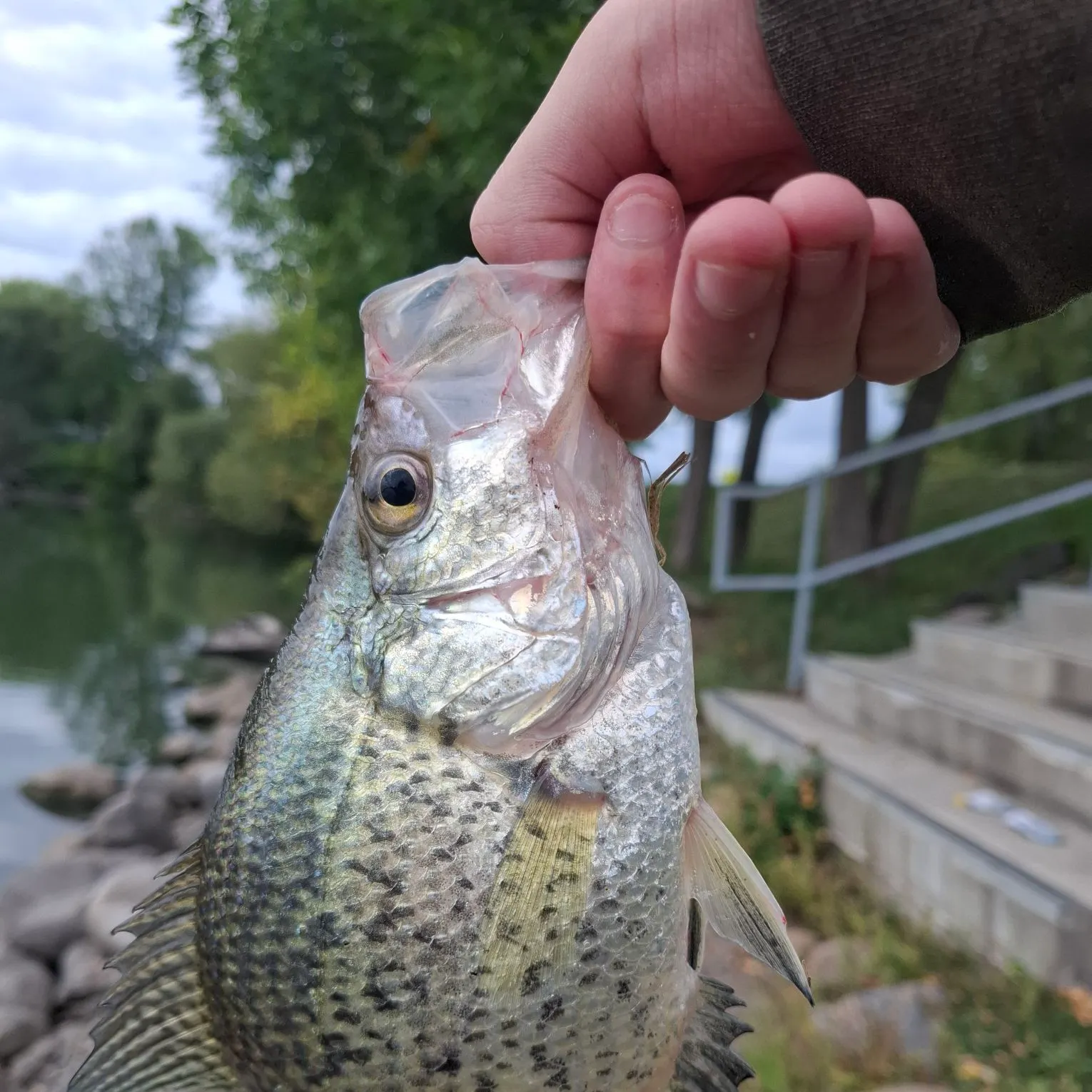 White crappie caught on Fishbrain