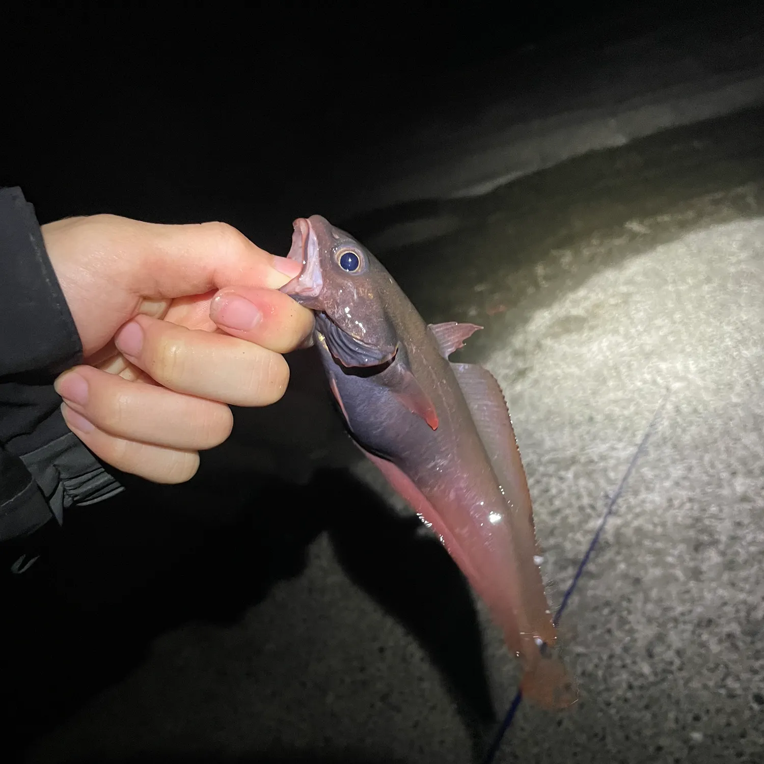 The most recent Japanese codling catches on Fishbrain