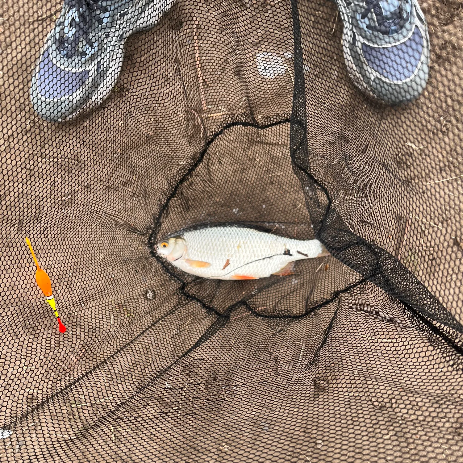 European chub caught on Fishbrain