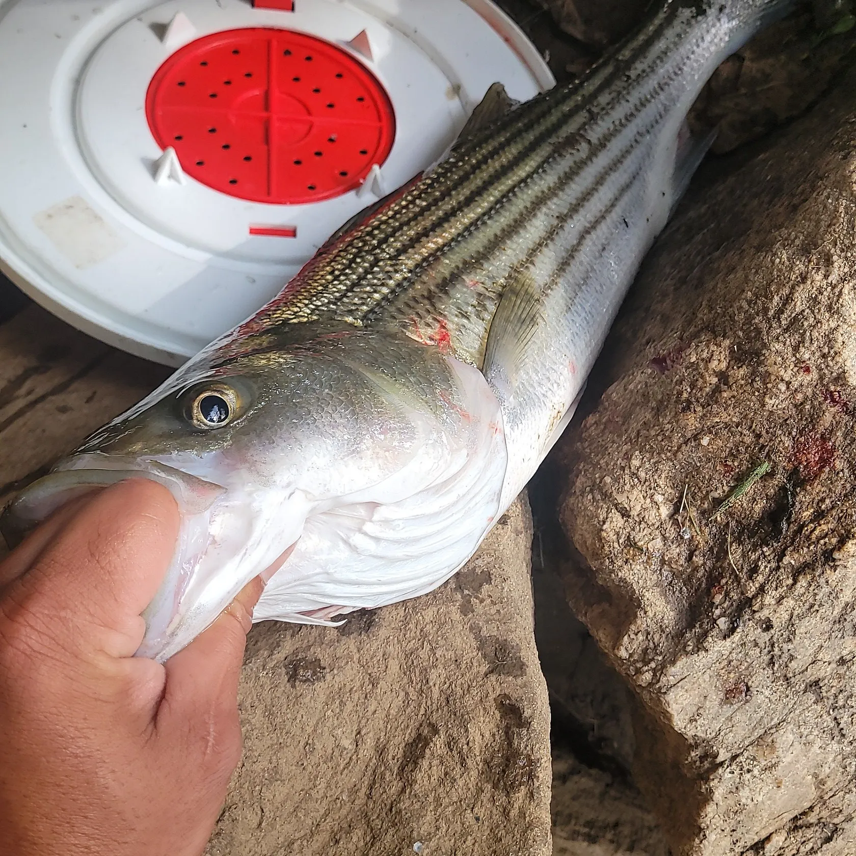catch