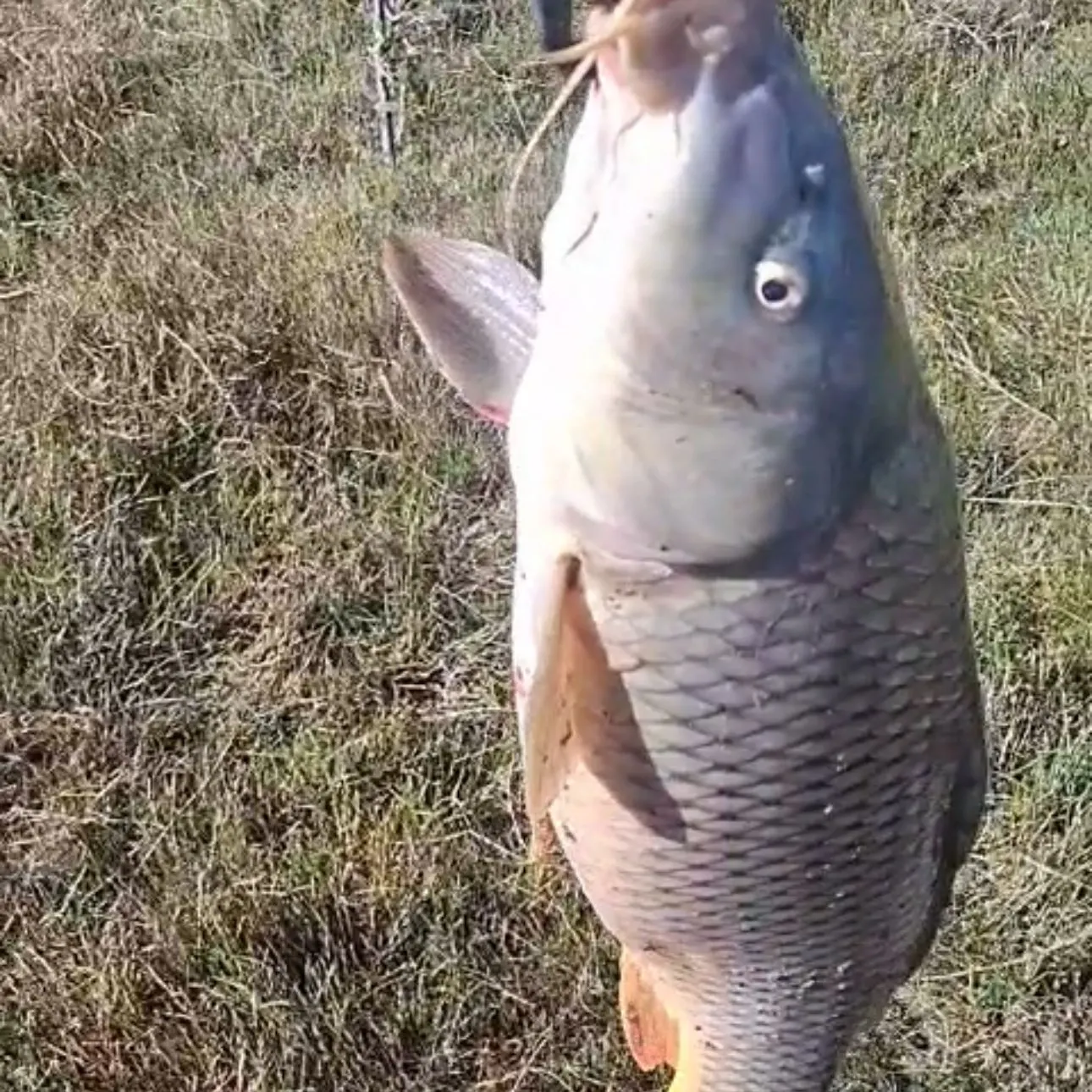 Common carp caught on Fishbrain