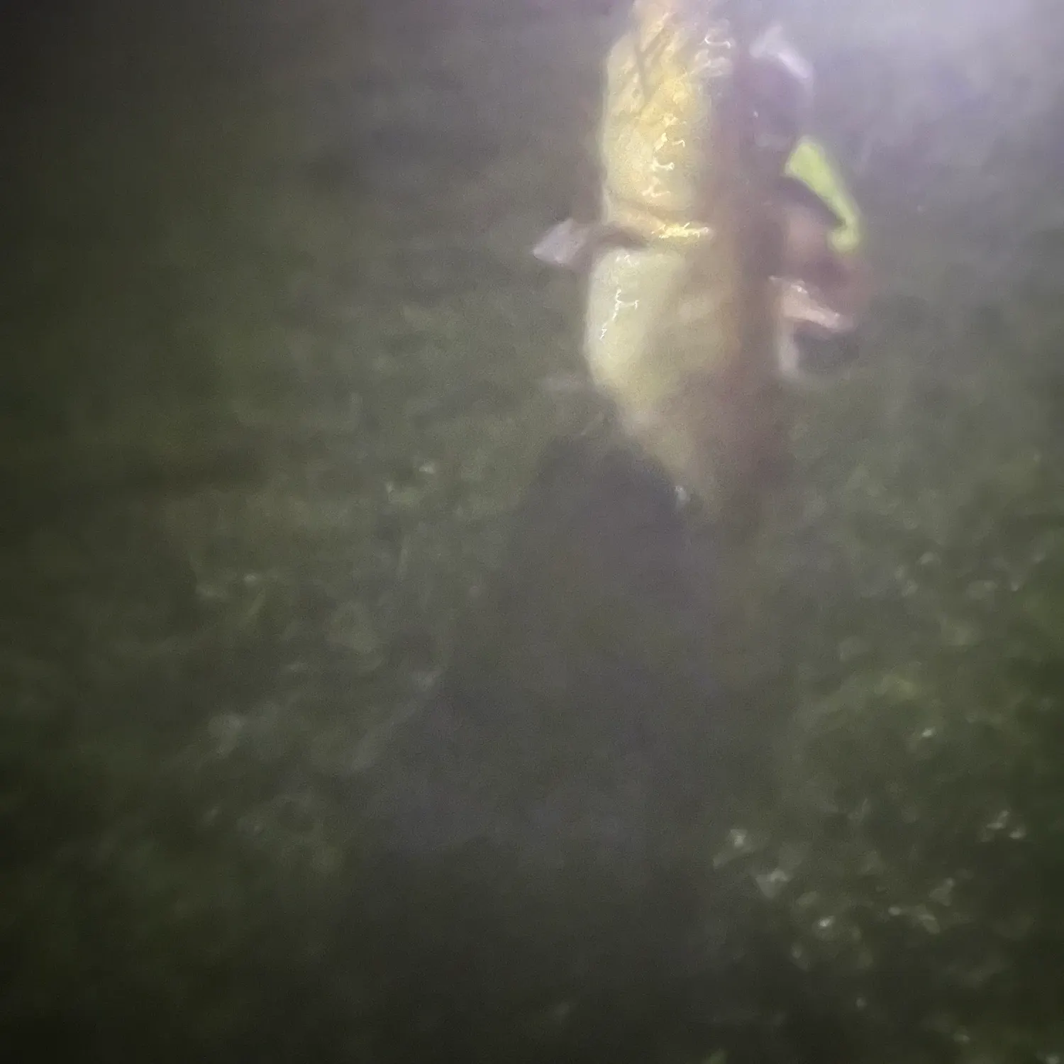 Yellow bullhead caught on Fishbrain