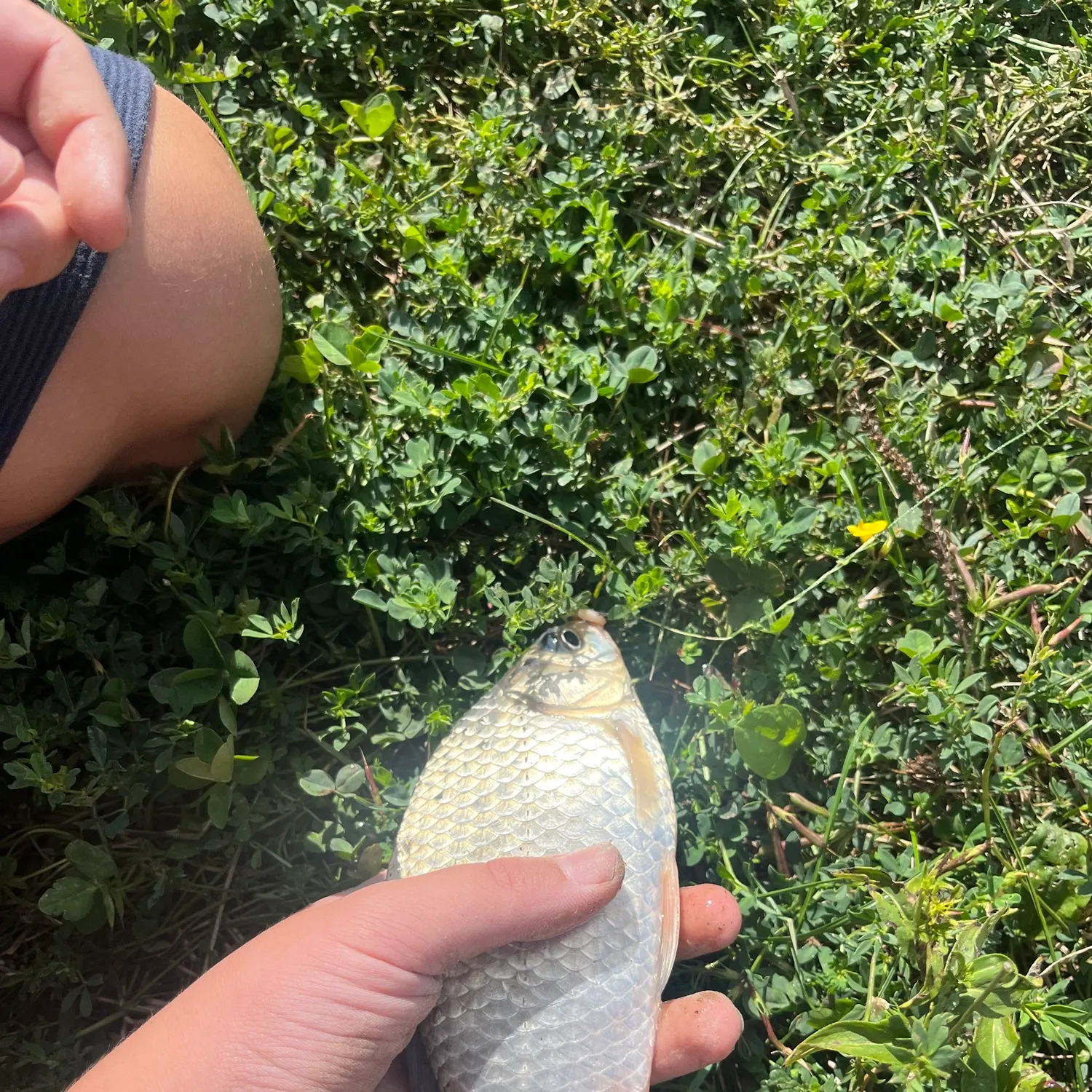 Common carp caught on Fishbrain