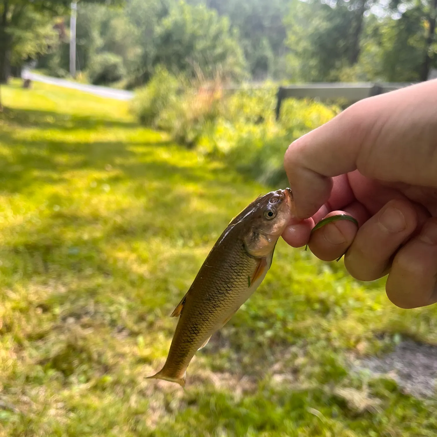 Creek chub caught on Fishbrain